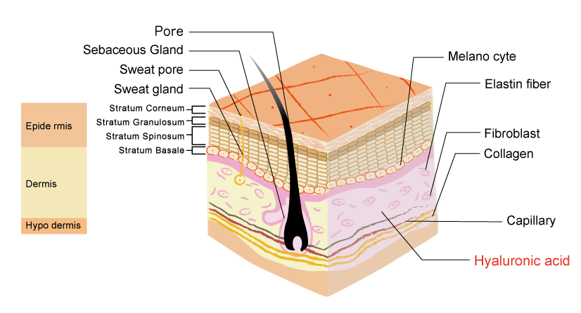 skin structure