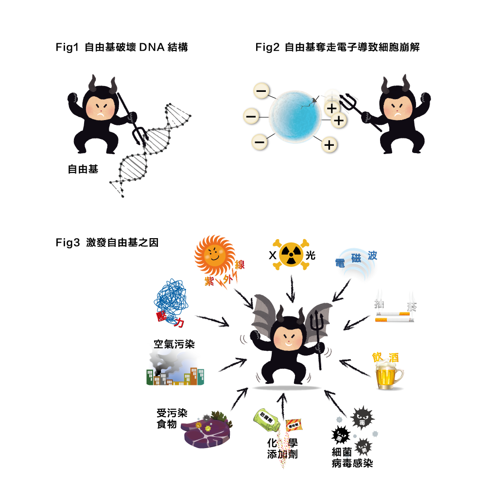 体の部位別コラーゲン含有量