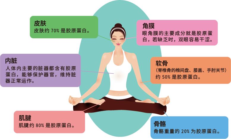 體內各部位所含有之膠原蛋白