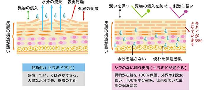 乾燥肌とシワのない潤う皮膚の比較